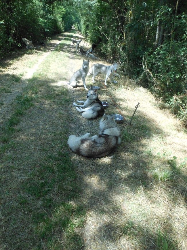 Les chiens de traineau avant l'effort