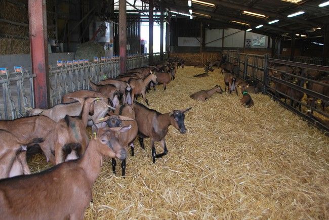 le cheptel , aux petits soins