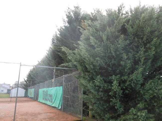 Haie du tennis avant